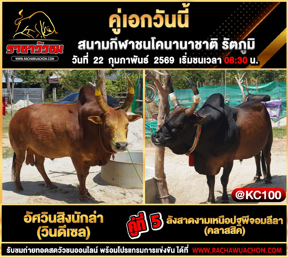 โปรแกรมวัวชนพรุ่งนี้ 22-2-2569