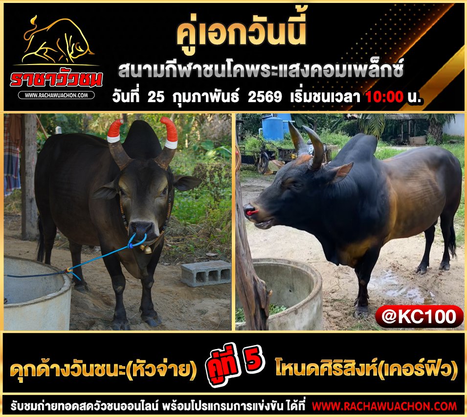โปรแกรมวัวชนพรุ่งนี้ 25-2-2569