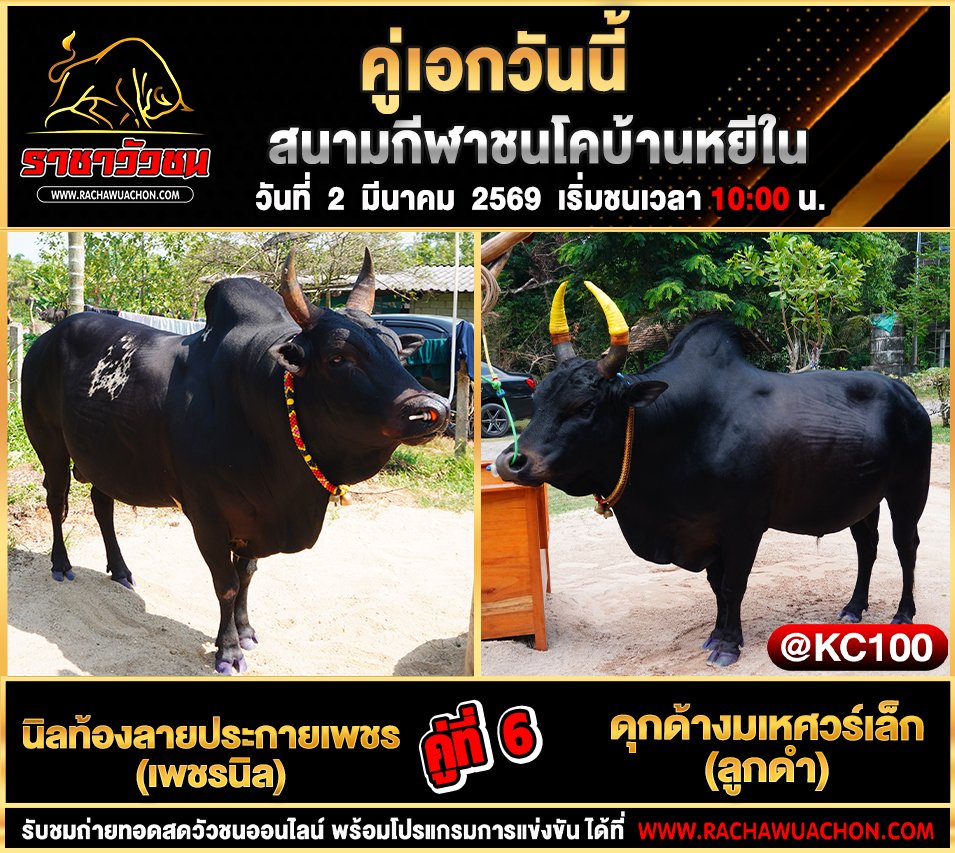 โปรแกรมวัวชนพรุ่งนี้ 2-3-2569