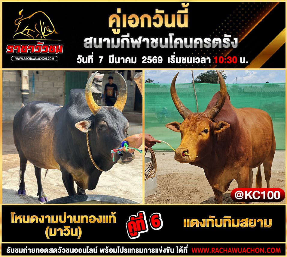 โปรแกรมวัวชนพรุ่งนี้ 7-3-2569